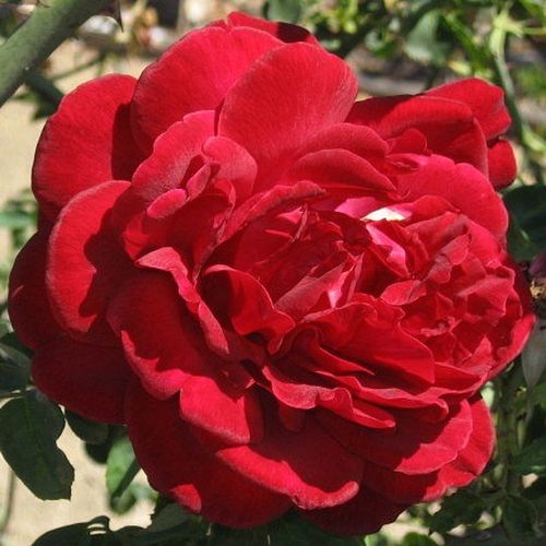 Rosen Shop - kletterrosen - rot - Rosa Thor - diskret duftend - Michael Henry Horvath - Intensiv rote Kleterrose mit vollgefüllten Blüten.